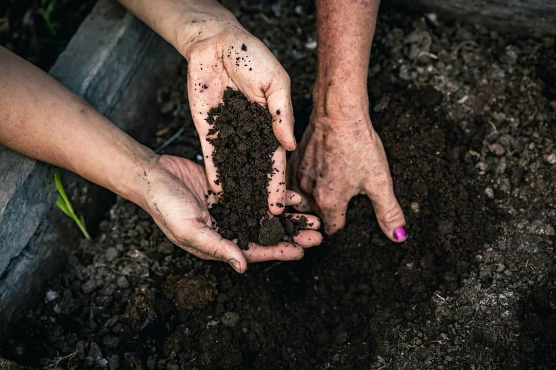 CPP - Cow Pat Pit | PURE |