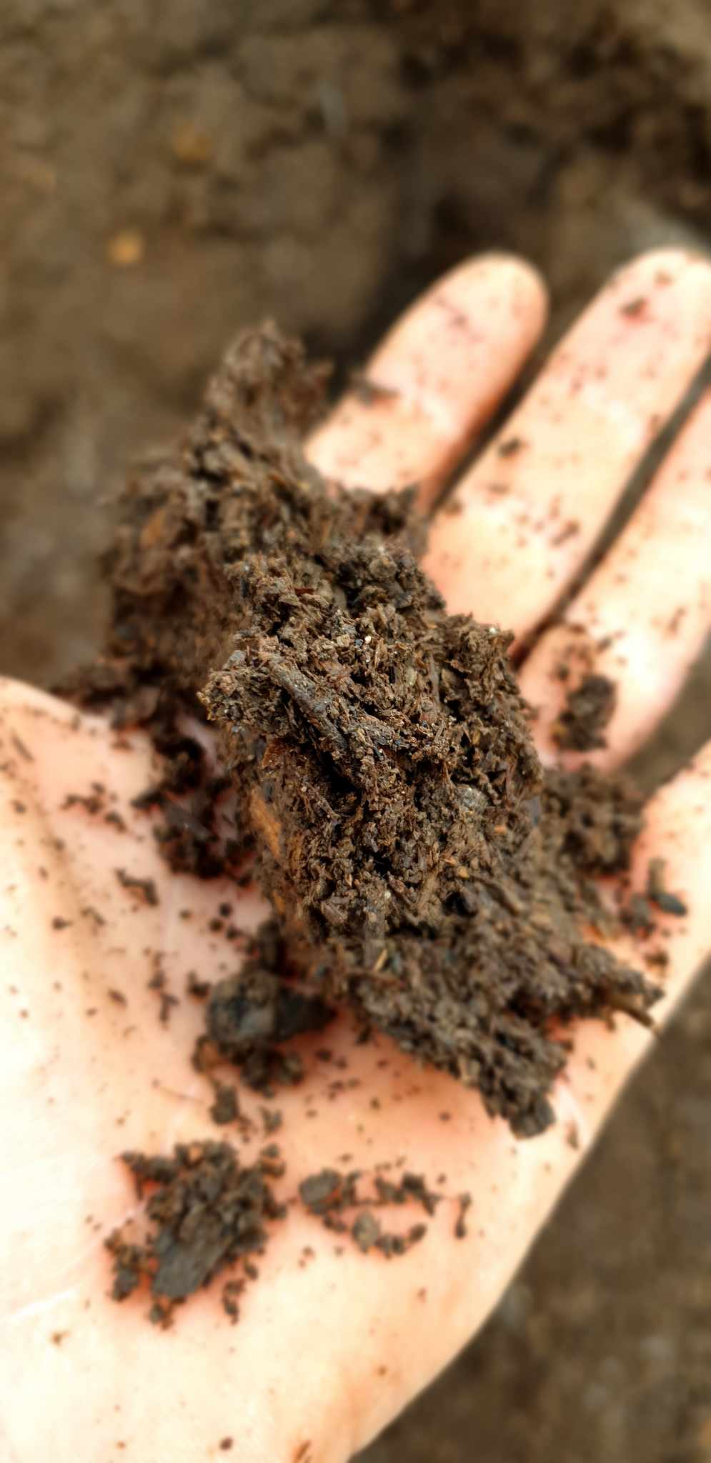 Fermented Potting Blend starring Morpheus*