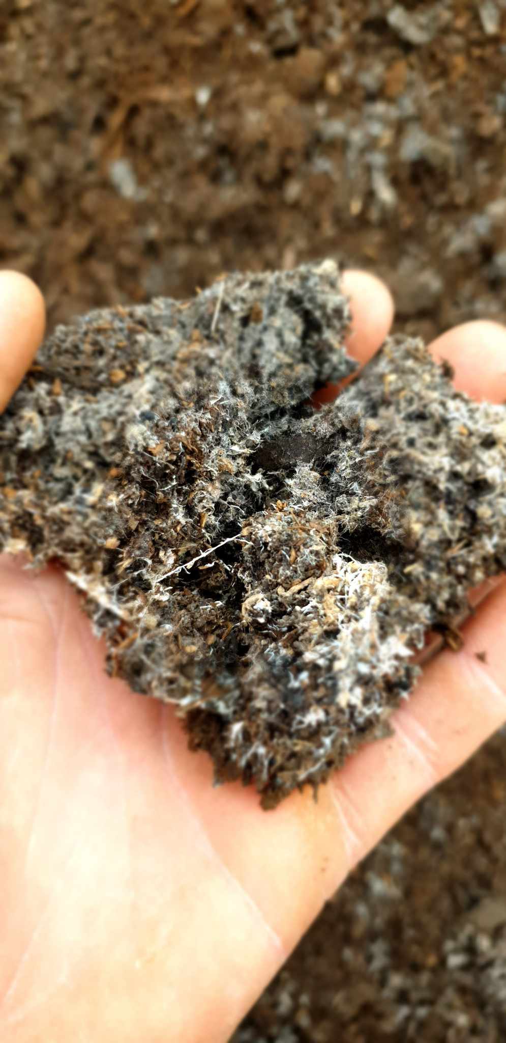 Fermented Potting Blend starring Morpheus*