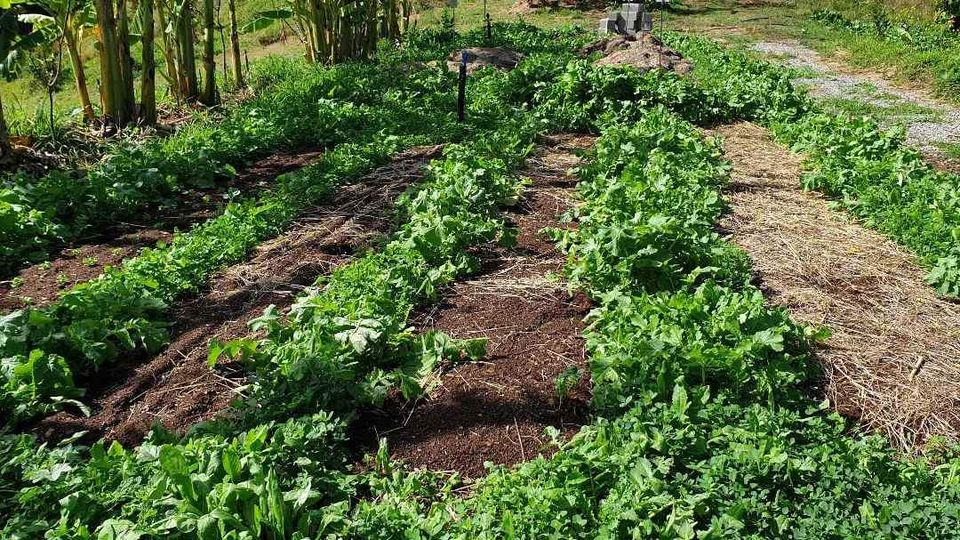 Fermented Fertilizer Mulch 2.0 | Upgraded recipe!