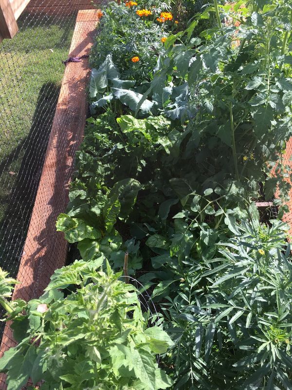fermented potting mix working in raised beds