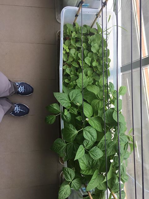fermented potting mix being used on balcany garden