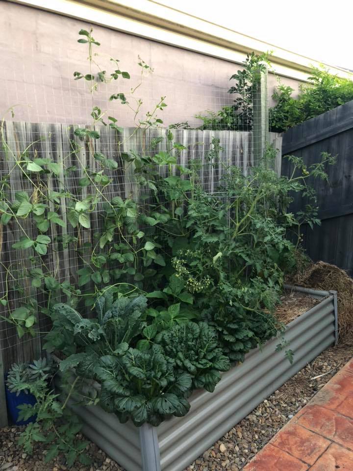 quick growing vegetables with fermented potting mix