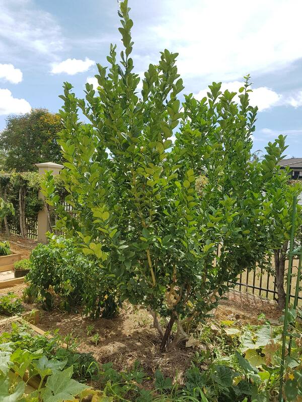 Morpheus 2.0 - Biodynamic, Organic Compost (Fertilizer) Bag and Bulk options