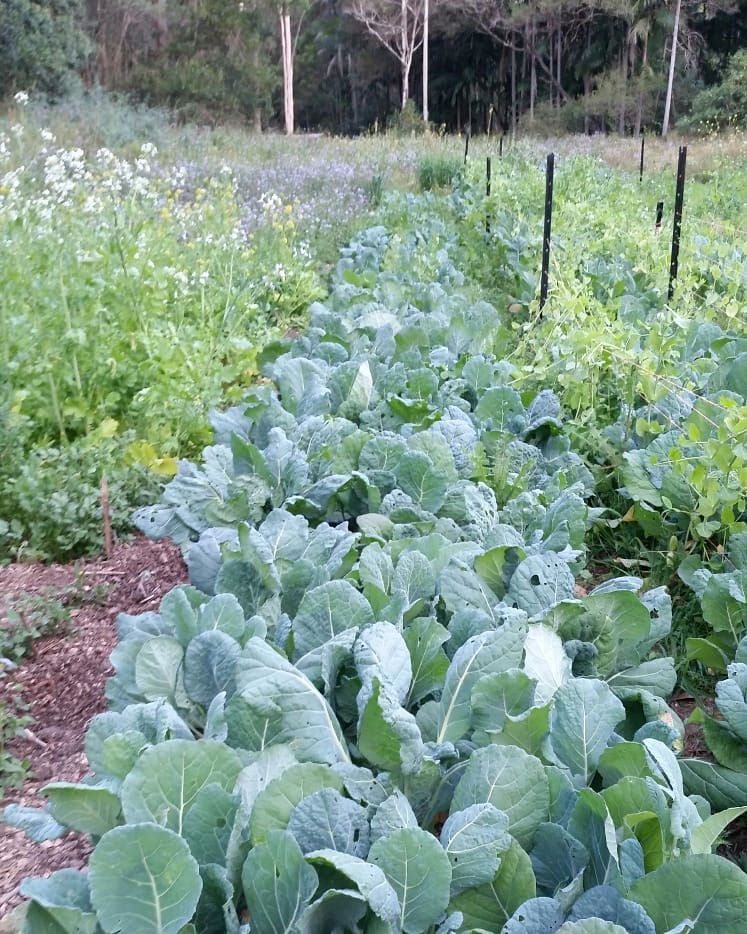 Biodynamic Fermented Potting Mix