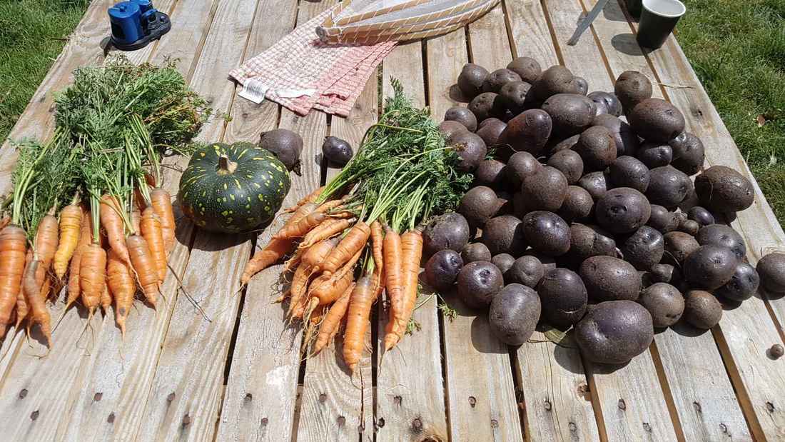 organic vegetables grown with BD500 Biodynamic horn manure