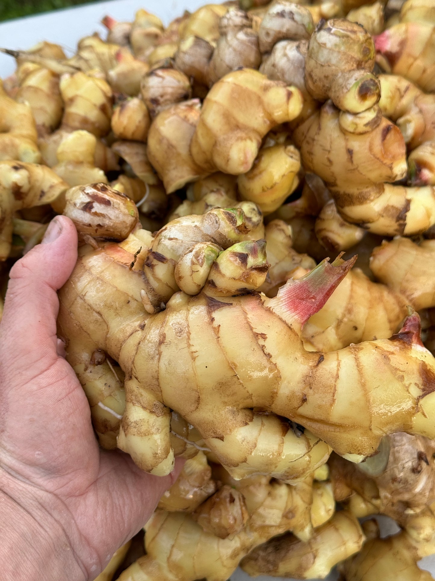 Biological Ginger Seed