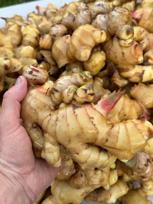 Biological Ginger Seed