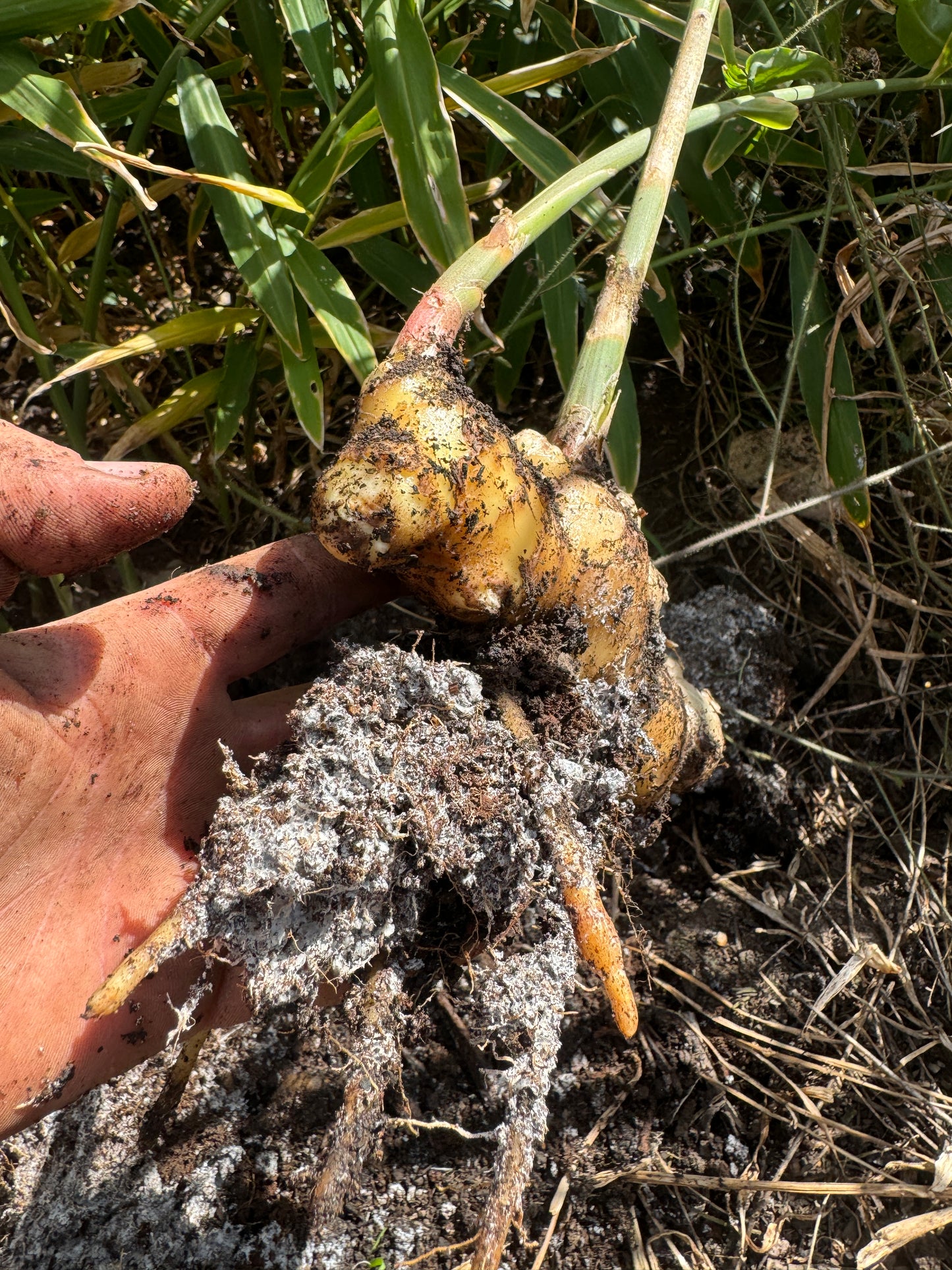 Biological Ginger Seed