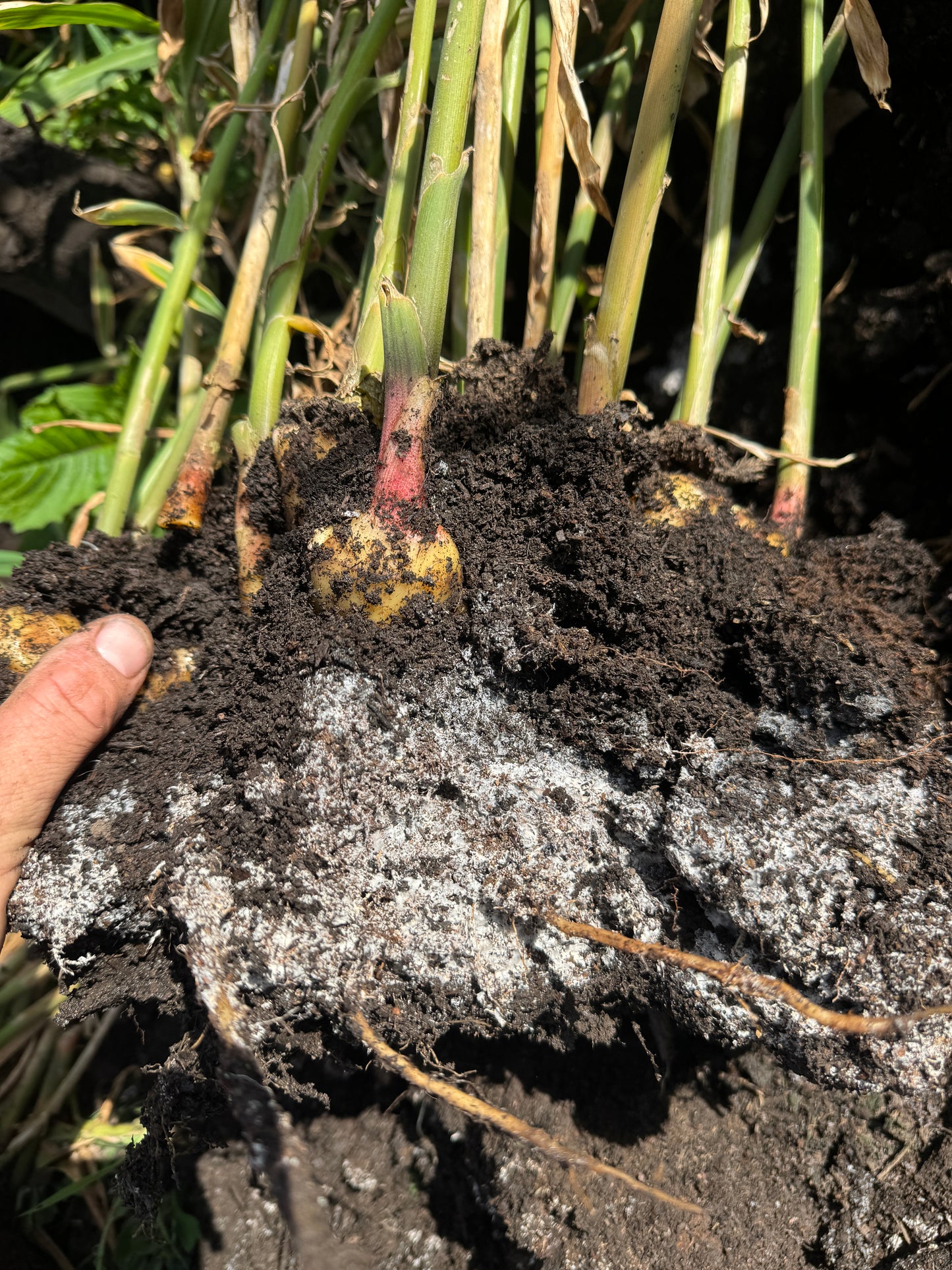 Biological Ginger Seed