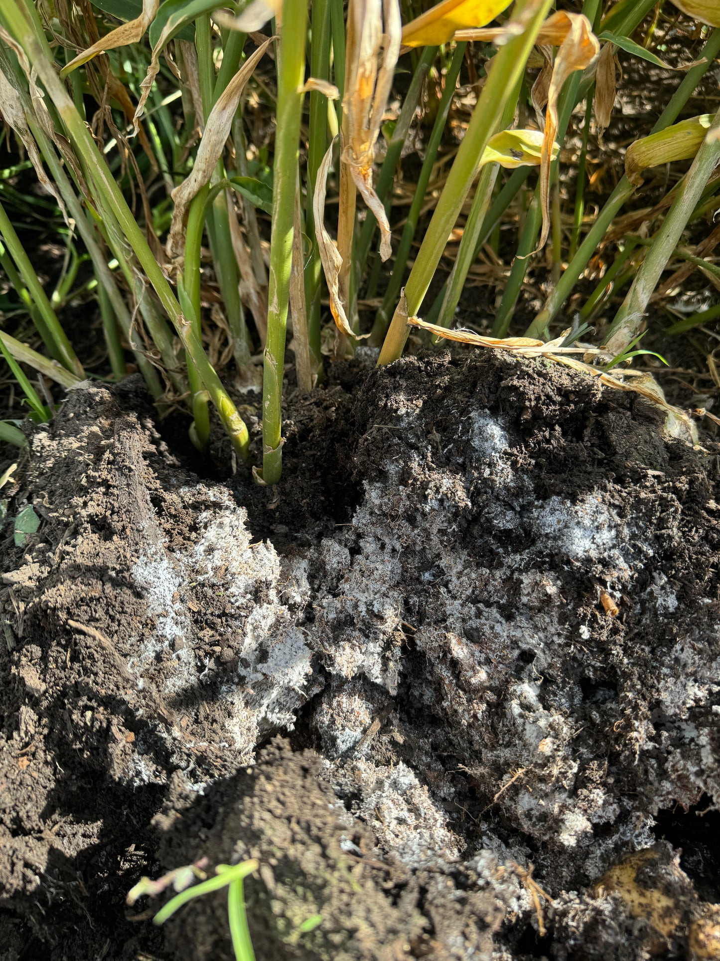 Biological Ginger Seed