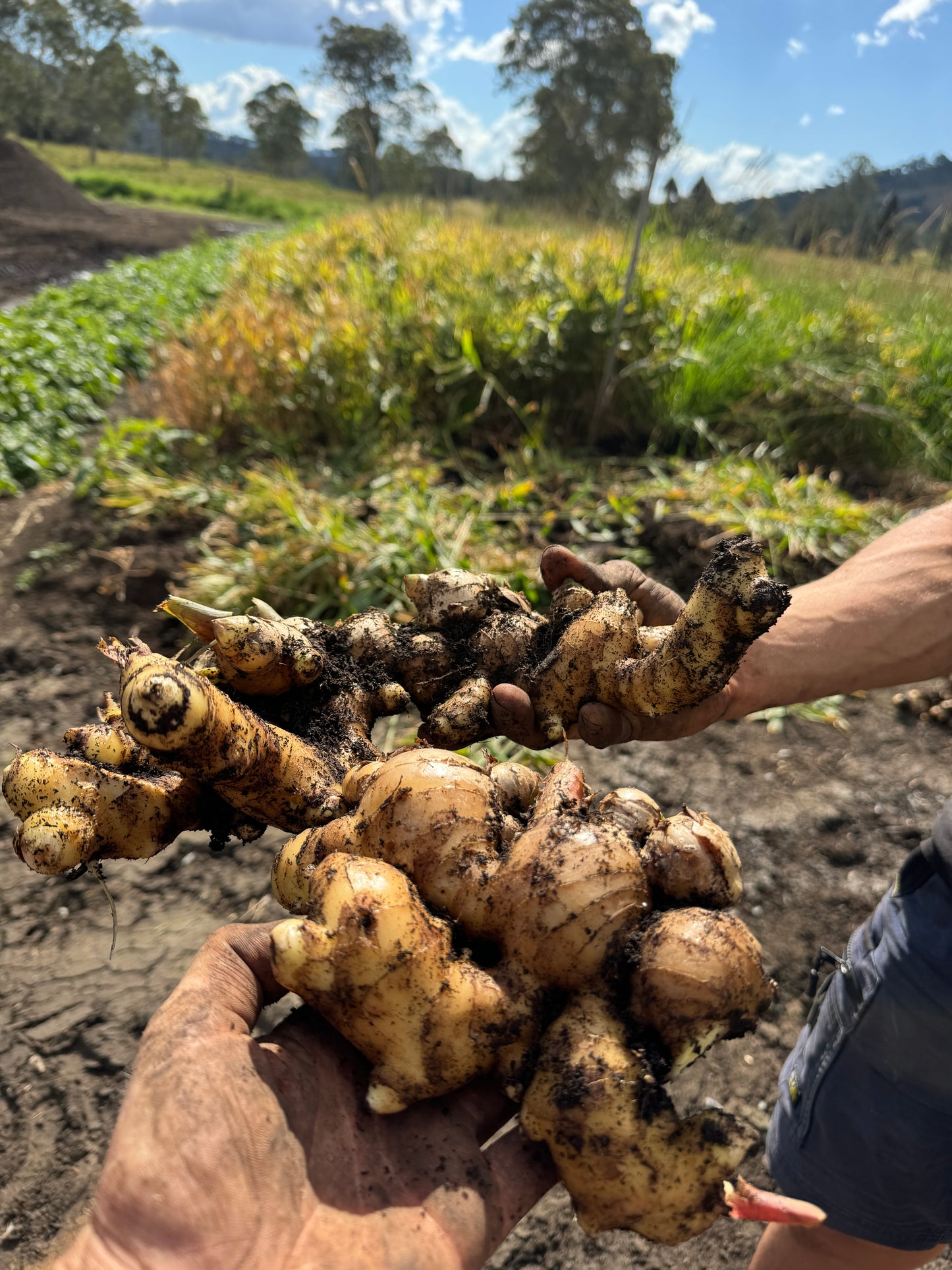 Biological Ginger Seed