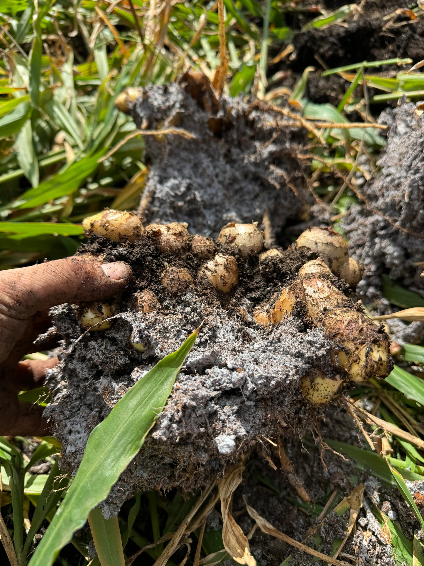 Biological Ginger Seed