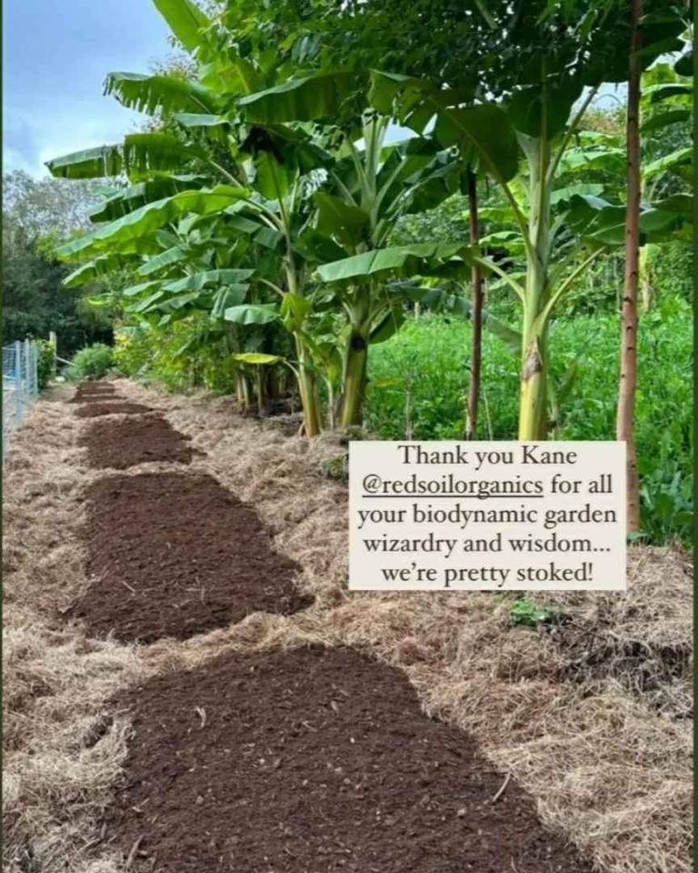 Biodynamic Fermented Mulch (fertilizer mulch) 2.0