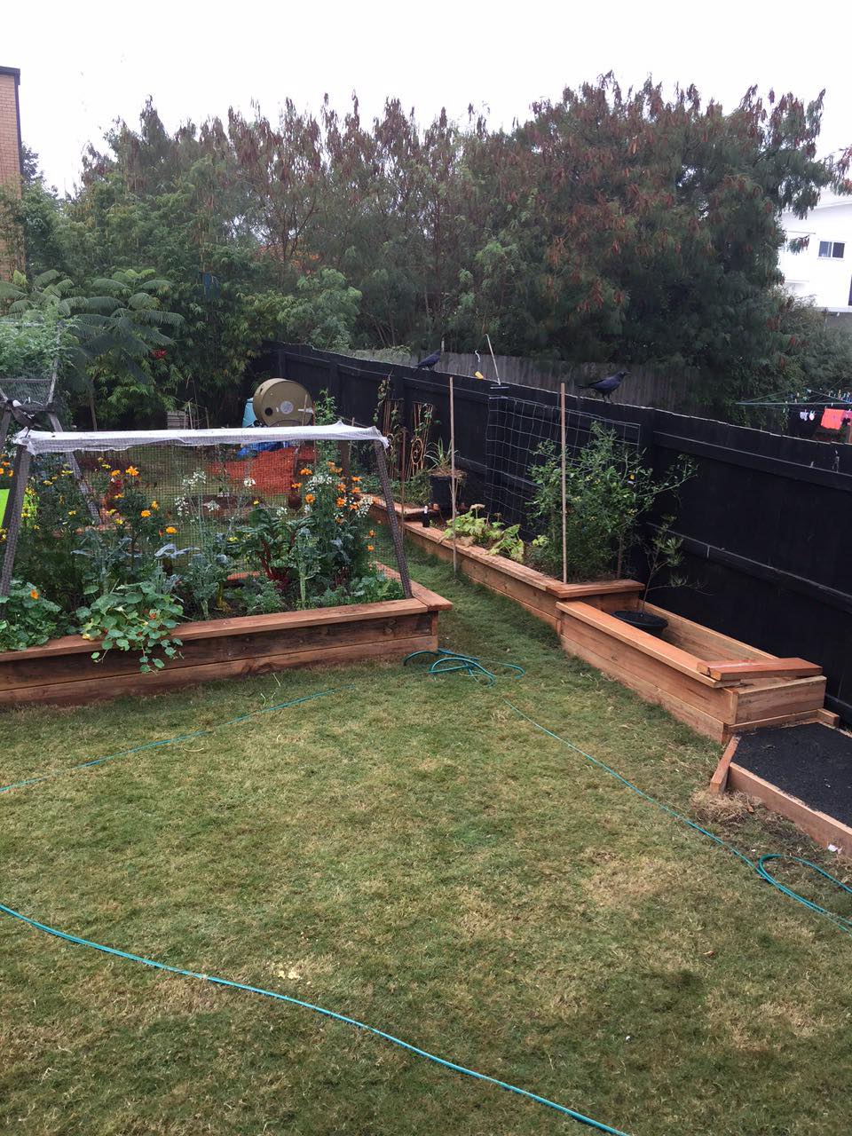 raised beds filled with pottiing mix