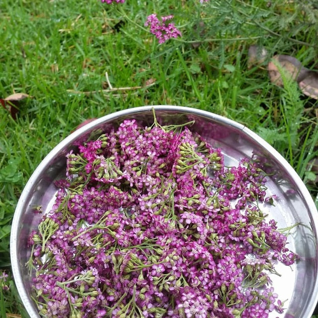 yarrow fermented for potting mix